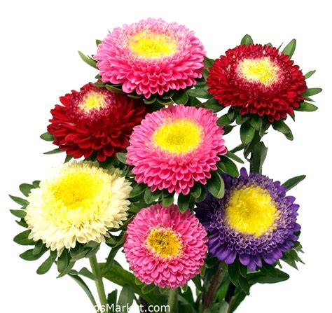 China Aster Pompon Mixed Seeds Callistephus Chinensis 500 Seeds