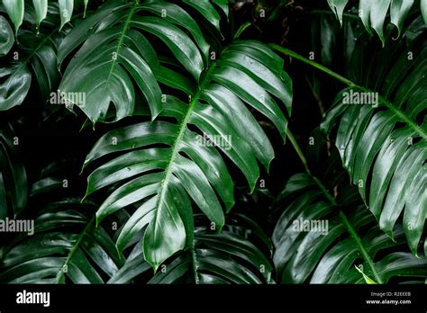 Tropical Deep Forest Leaves Jungle Leaves Green Plant Wet In Rainforest
