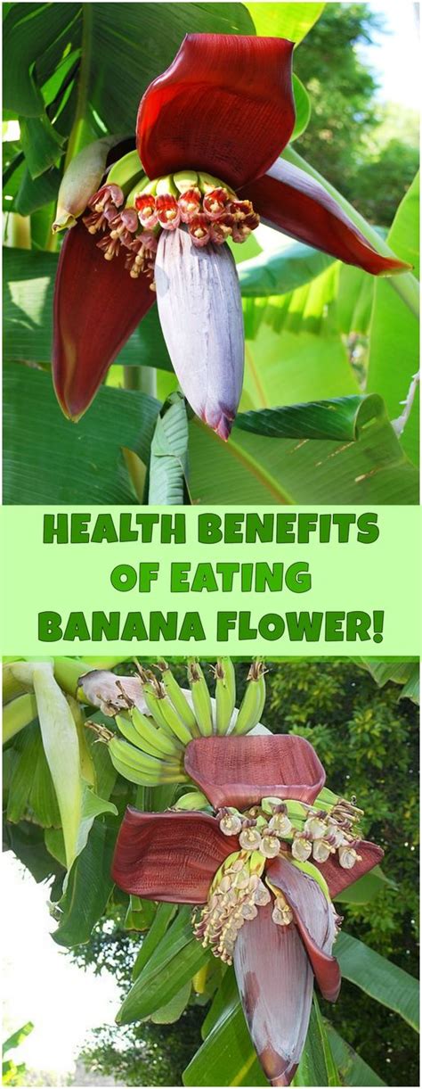 Health Benefits Of Eating Banana Flower Health Recipes