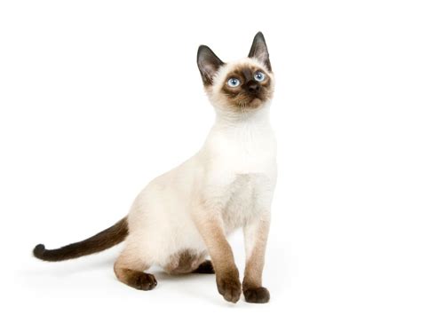 Cat Breeds Siamese Healthy Paws Pet Insurance
