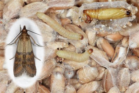How To Rid Of Pantry Of Moths Aantex Pest And Termite Control