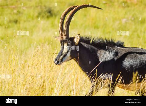 Closeup Portrait Of A Cute And Majestic Sable Antelope In Johannesburg