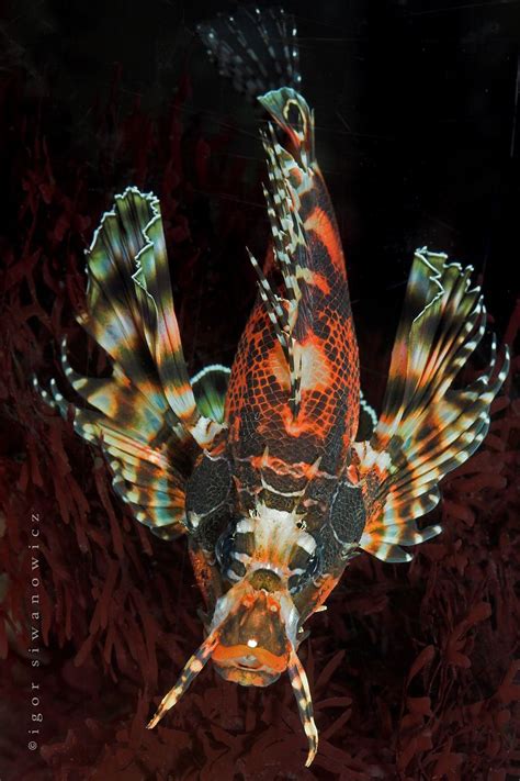Untitled Photo By Photographer Igor Siwanowicz Deep Sea Creatures