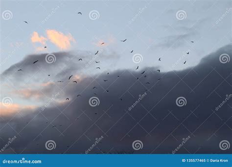 Birds In Sunset In A Storm Stock Image Image Of Flying 135577465