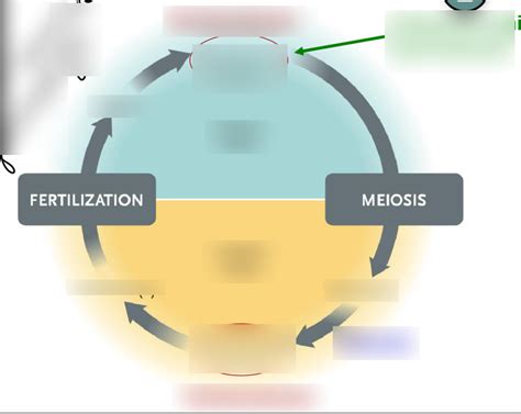 Alternation Of Generations Diagram Quizlet