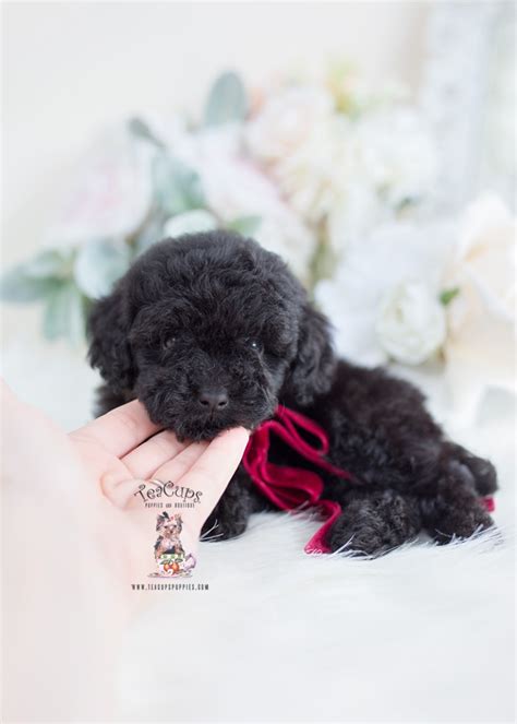 Iso small dog free or 100$. 6 Images Toy Poodle Breeders Tampa Florida And Description - Alqu Blog