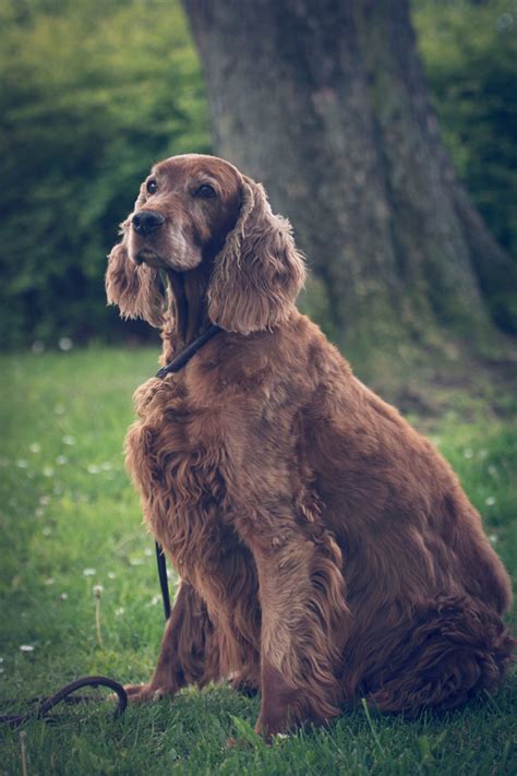 Irish Setter - Breed Information (Health, Appearance, Personality, & Cost)