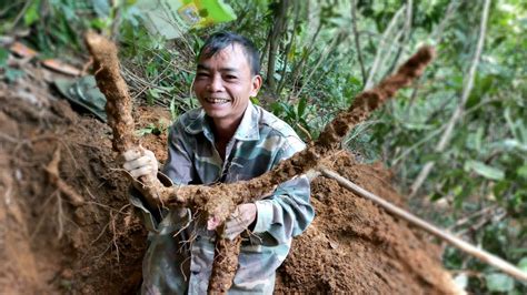 Cây Khúc Khắc Đặc điểm Phân Loại Tác Dụng Và Cách Trồng