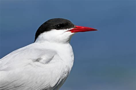 Arctic Tern Spotlight Images