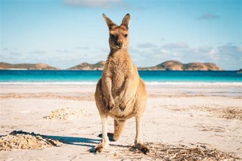 Spring is in the air! Australia beach Kangaroo #14624551 Framed Photos, Wall Art ...