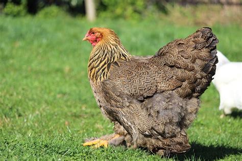 Pollo Brahma La guía definitiva de la raza Conoce a tus gallinas