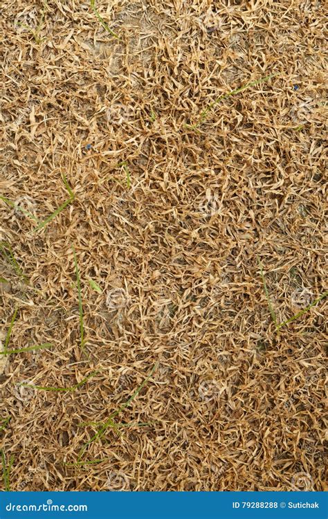 Dry Grass Stock Photo Image Of Ecology Dead Agriculture 79288288