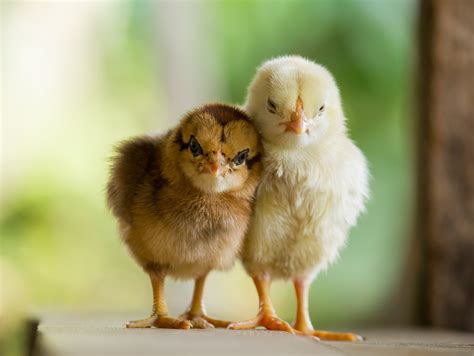 Distress Calls From Baby Chicks Predict The Health Of The Whole Flock