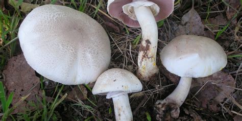 Photos Of Poisonous Mushrooms All Mushroom Info