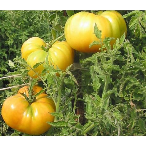 Proven Winners Hawaiian Pineapple Heirloom Tomato Live Plant