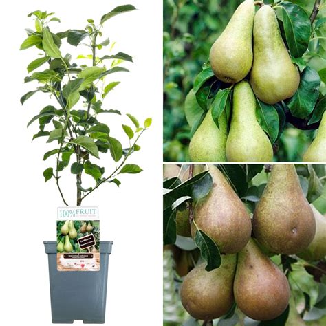 Pear Tree For Sale Conference And Doyenné Du Comice Free Uk Delivery