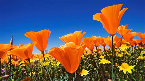 Nice Beautiful Orange Flowers On Farm Photos Hd Wallpapers
