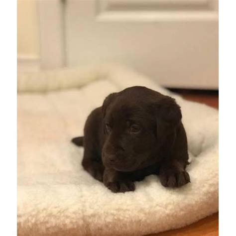 All of our puppies are raised around. AKC Registered Lab puppies for sale 7 Available in Wichita ...