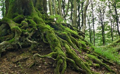 Green Moss On Tree Roots Free Image Peakpx