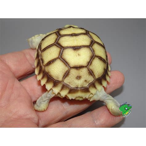White Sulcata Tortoise Baby Casper Strictly Reptiles Inc