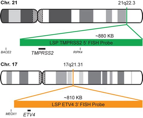 Tmprss2 Etv4 Fusiontranslocation Fish Probe Kit Cytotest