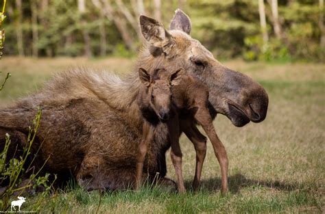 Guided Hiking Tours in Fairbanks, Alaska - Alaska Wildlife ...