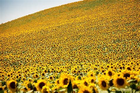 Best Time To See Sunflower Fields In Provence And French Riviera 2021