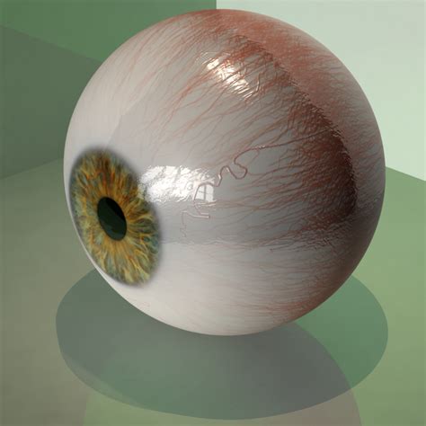 Realistic Human Eye 3d Model