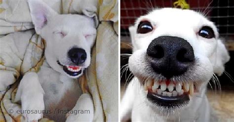 Miles De Personas Siguen A Este Perro En Instagram Por Las Fotos De Su