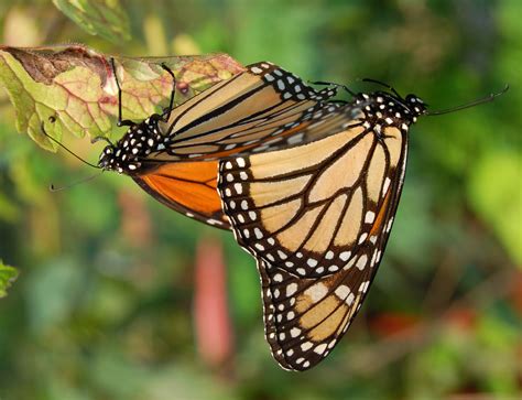 Monarque Papillon