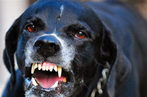 Here Are 10 Most Dangerous Dog Breeds In The World