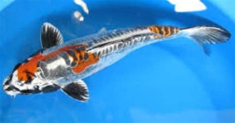 Types Of Koi Different Varieties Classifications And More Koi Koi