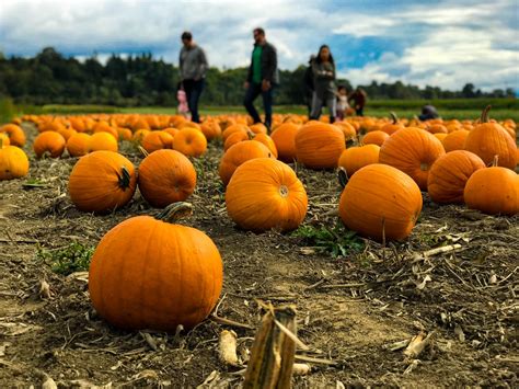 5 Places To Pick The Perfect Pumpkin In And Around Victoria This Year