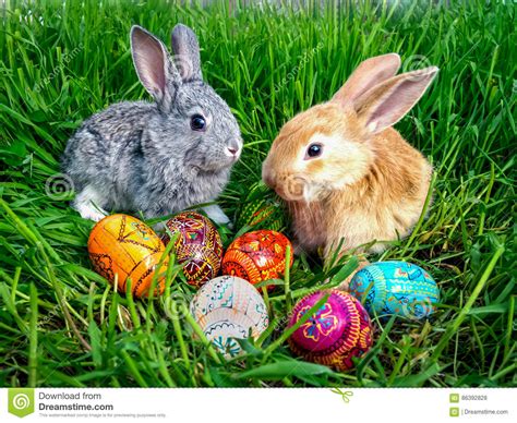 Die osterseite im netz mit ostergeschichten, ostergedichte und osterhasengedichte. Easter Bunny With Eggs On Green Grass Stock Photo - Image of green, april: 86392828