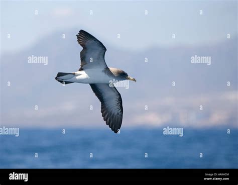 A Shearwater Flying Low Over The Atlantic Ocean Near The Canary Islands
