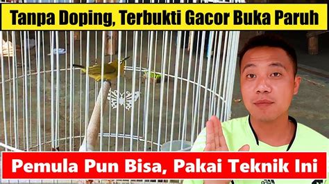 Ini Rahasianya Perawatan Burung Pleci Dari Ombyokan Cara Merawat