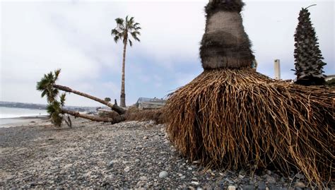 Palm Tree Roots All You Need To Know Ecocation