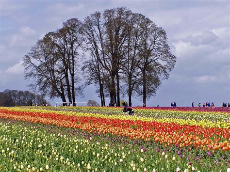 Wooden Shoe Tulip Farm Woodburn Oregon Tulip Festival At Flickr