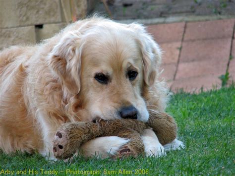Golden Retriever And His Teddy By Mowbuss On Deviantart