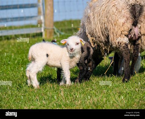 Cute White Shetland Sheep Lamb With Mother Ewe In Field East Lothian
