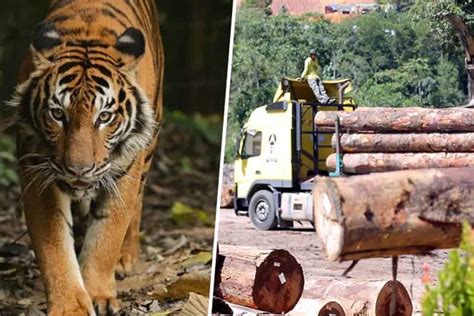 Pembalakan Bagus Untuk Harimau Kata Jabatan Perhutanan Kelantan Undang Reaksi Netizen