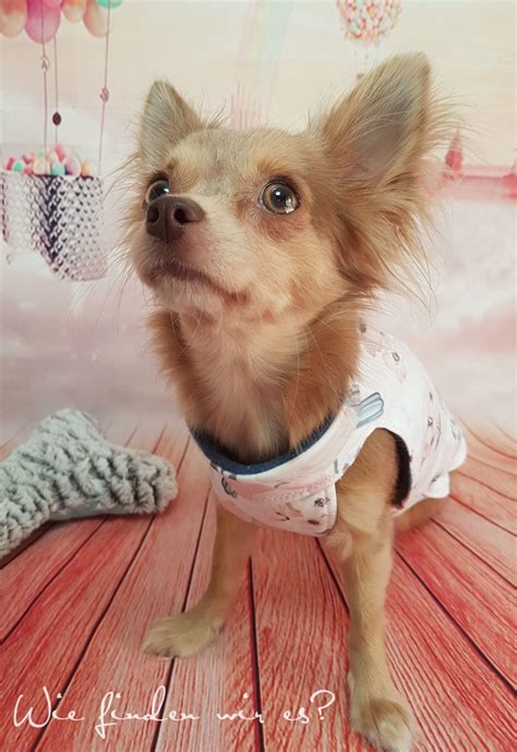 5,721 likes · 9 talking about this. Chihuahuapullover Schnittmuster Nähen - Hundemantel Nahen Mit Schnittmuster Fiffi Kullaloo ...