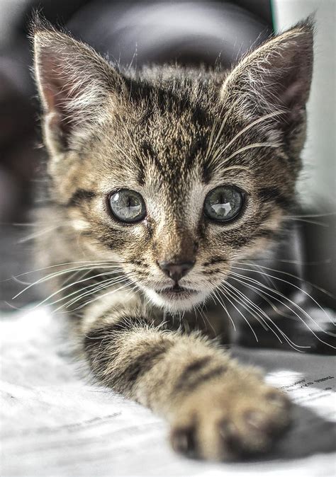 Kitten Cat Cute Pet Animal Kitty Domestic Young Fur Portrait