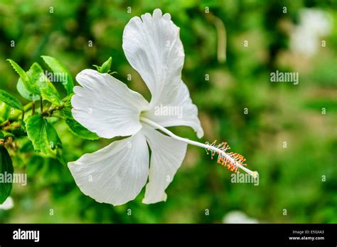 White Hibiscus Flowers On The Tree Stock Photo Alamy