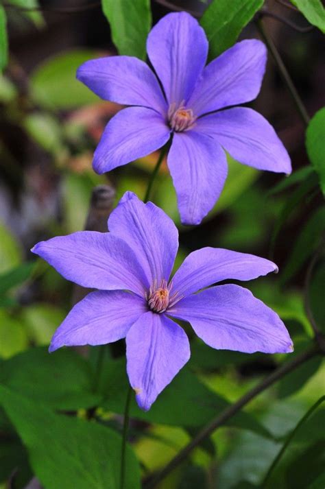 We did not find results for: 746 best images about clematis on Pinterest