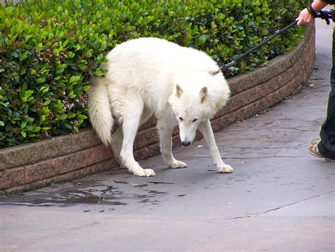 San Diego Zoo 01 An Arctic Wolf Out For His Morning Walk Flickr