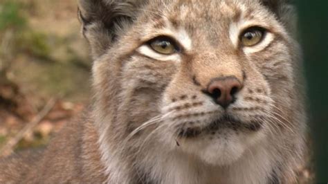 Second Lynx At Borth Wild Animal Kingdom Dies Bbc News