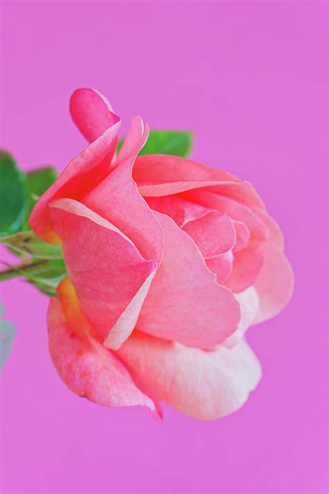 Macro Pink Rose Flower Photograph By Beautiful Things Fine Art America