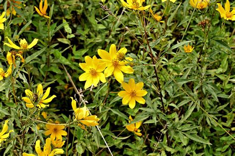 Yellow Wildflowers Manassas Virginia Photograph By John Trommer Fine