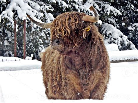 Scottish Highland Cattle In Winter 821522 Stock Photo At Vecteezy
